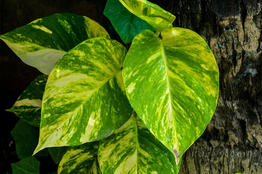 Golden Pothos Epipremnum aureum - Buy Plant Online, Cutting or Rooted Pothos Plant Care Info