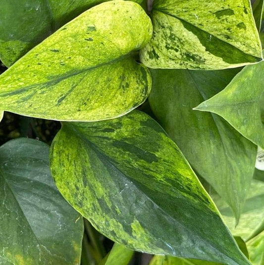 Jessenia Pothos Epipremnum aureum Jessenia - Buy Plant Online, Cutting or Rooted Pothos Plant Care Info